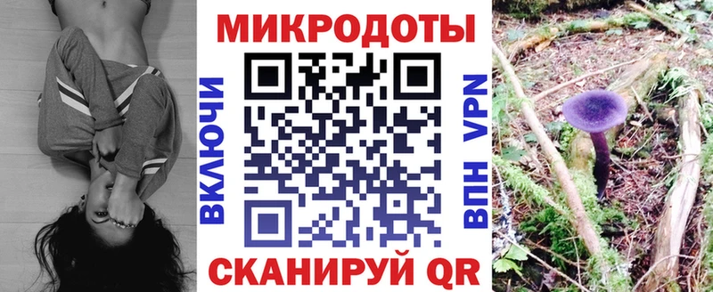 Псилоцибиновые грибы Psilocybe  Пошехонье 